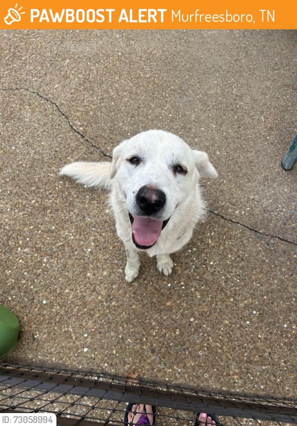 Found/Stray Unknown Dog last seen Near highway Lebanon road, Murfreesboro, TN 37129