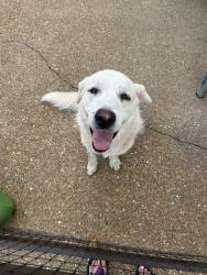 Found/Stray Unknown Dog last seen Near highway Lebanon road, Murfreesboro, TN 37129