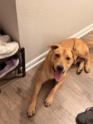 Found/Stray Male Dog last seen Eckhert Road & Westgrove Dr, San Antonio, TX 78240