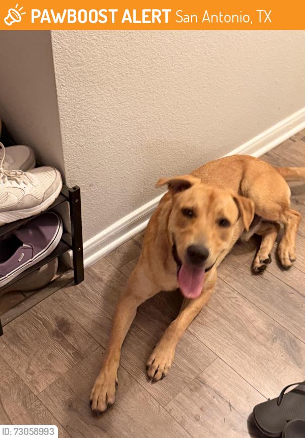 Found/Stray Male Dog last seen Eckhert Road & Westgrove Dr, San Antonio, TX 78240