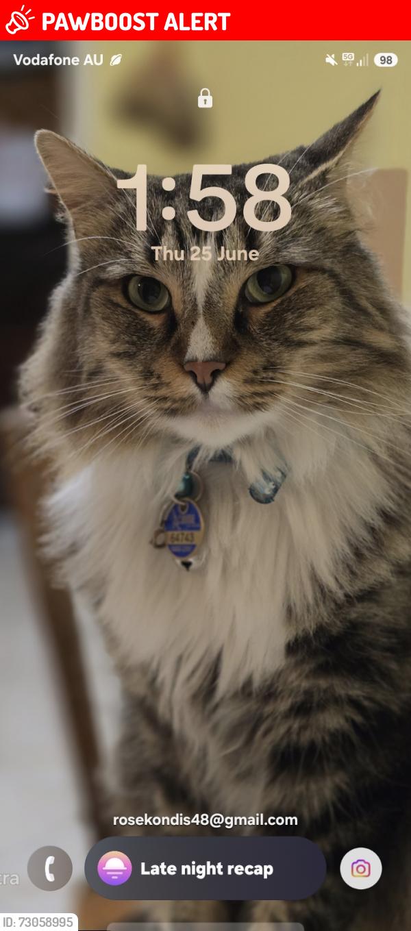 Lost Male Cat last seen Inverleigh court meadow Heights Victoria, Meadow Heights, VIC 3048