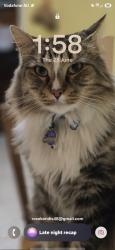 Lost Male Cat last seen Inverleigh court meadow Heights Victoria, Meadow Heights, VIC 3048