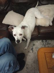 Reunited Female Dog last seen 54th & Puget Sound Ave Tacoma, Tacoma, WA 98409