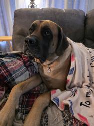 Lost Female Dog last seen Near E and Sandy Hollow lane, Portland, IN 47371