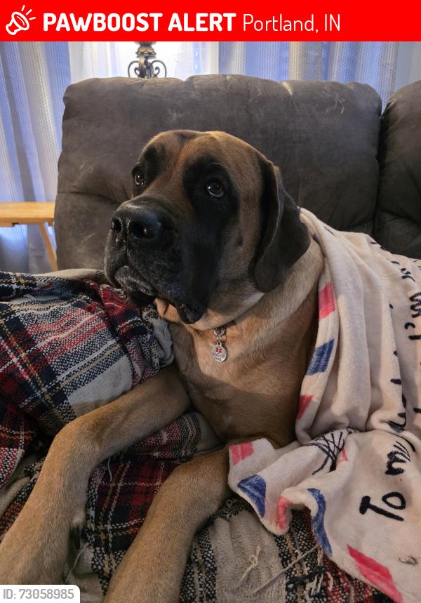 Lost Female Dog last seen Near E and Sandy Hollow lane, Portland, IN 47371