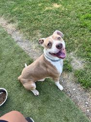 Found/Stray Male Dog last seen Old Lee Hwy, Hamilton County, TN 37363