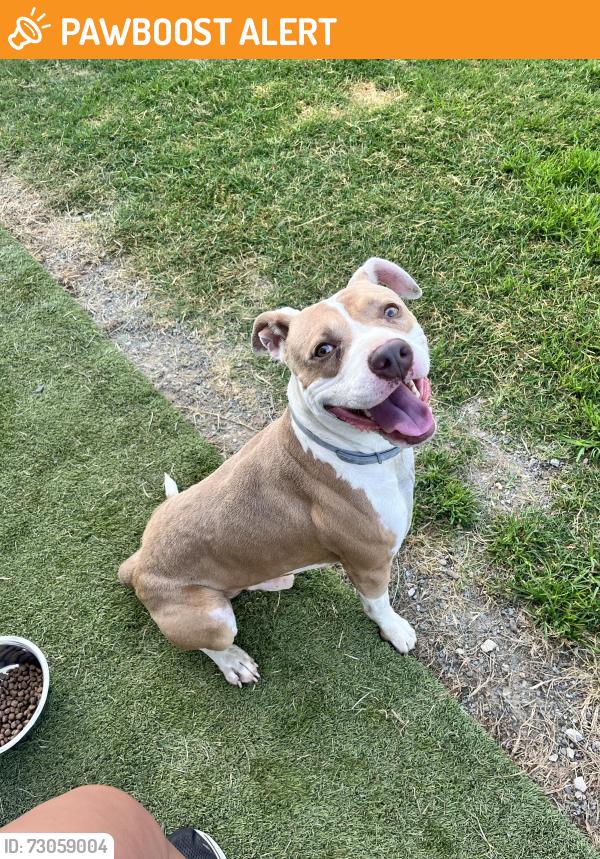 Found/Stray Male Dog last seen Old Lee Hwy, Hamilton County, TN 37363