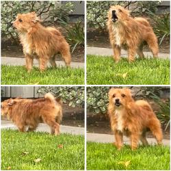 Reunited Male Dog last seen the woods apmts in brentwood , San Jose, CA 95136