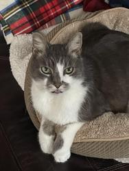 Reunited Male Cat last seen Harper and state road, Drexel Hill, PA 19026