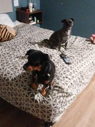 Lost Male Dog last seen Near Palms Scottsdale Parkview Resort, Scottsdale, AZ 85257