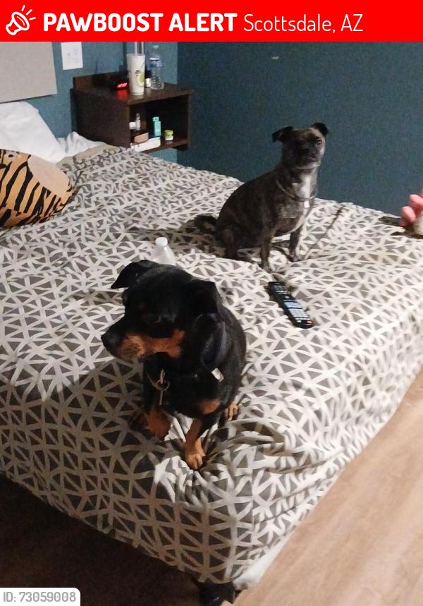 Lost Male Dog last seen Near Palms Scottsdale Parkview Resort, Scottsdale, AZ 85257