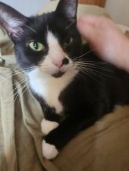 Lost Female Cat last seen Auburn Road, Avon on the Lake, Rochester Hills, MI 48309