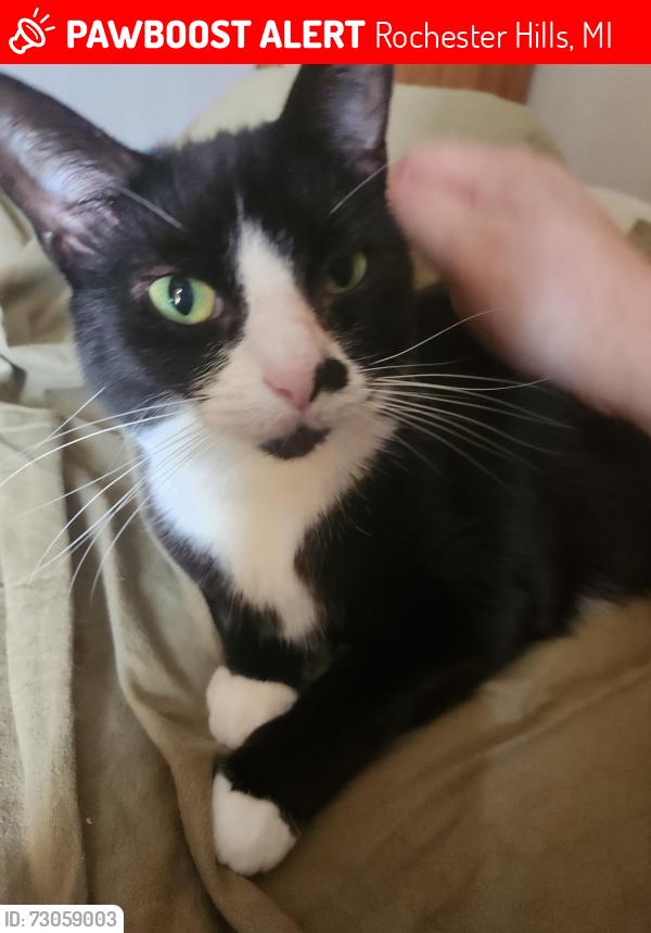 Lost Female Cat last seen Auburn Road, Avon on the Lake, Rochester Hills, MI 48309
