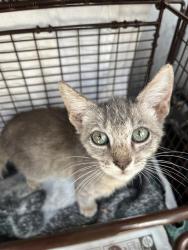 Shelter Stray Female Cat last seen Near BLOCK VANCE JACKSON, 4710 TX-151, San Antonio, TX 78227, USA
