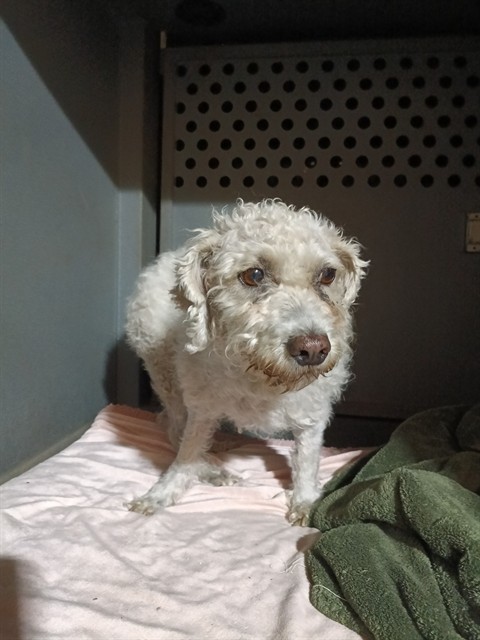 Shelter Stray Female Dog last seen , 11258 Garfield Ave, Downey, CA 90242, USA