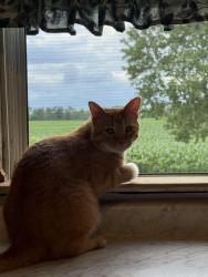 Lost Male Cat last seen Whiteland Road and Graham road, Whiteland, IN 46184