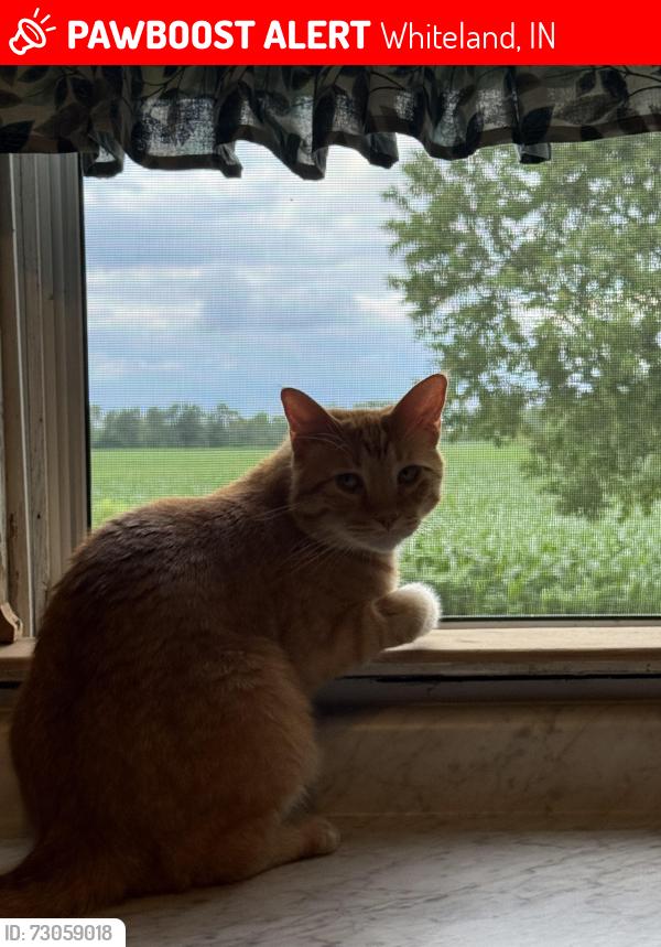 Lost Male Cat last seen Whiteland Road and Graham road, Whiteland, IN 46184