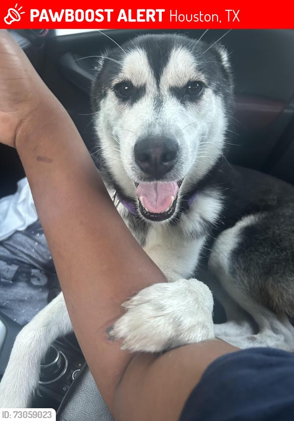 Lost Female Dog last seen Grand Canyon st and brookdale cir, Houston, TX 77099