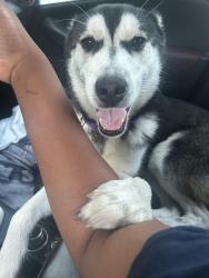 Lost Female Dog last seen Grand Canyon st and brookdale cir, Houston, TX 77099
