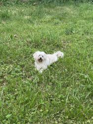 Reunited Male Dog last seen Adam’s & Wilcox , Elgin, IL 60123