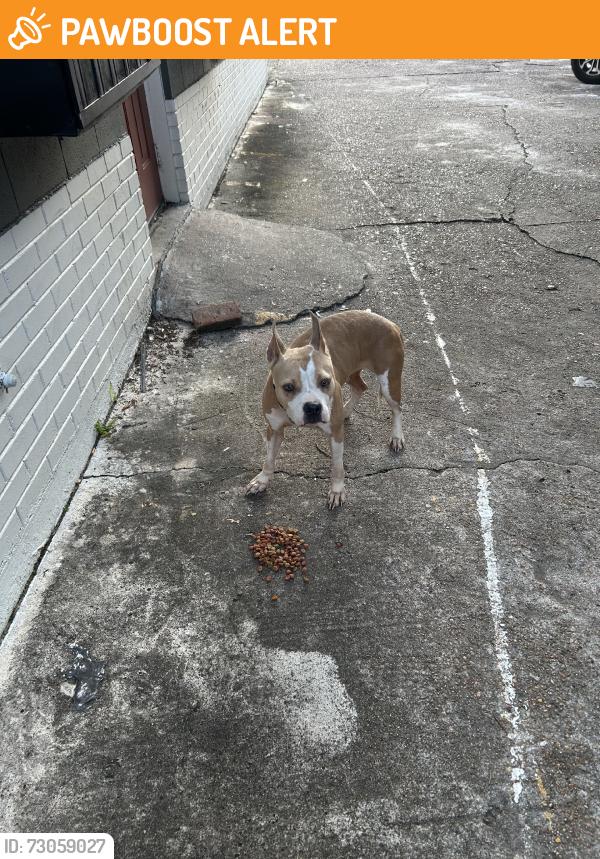 Found/Stray Female Dog last seen Binz, Dearborn Heights, MI 48125