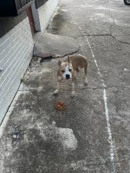 Found/Stray Female Dog last seen Binz, Dearborn Heights, MI 48125