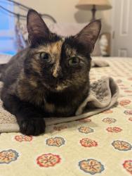Reunited Female Cat last seen No landmark, Mount Vernon, NY 10553