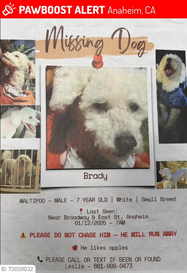 Lost Male Cat last seen Broadways and Olive, Anaheim, CA 92805