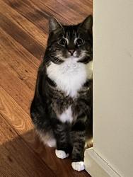 Reunited Female Cat last seen Windermere Drive, Elton Road, Adeele Avenue,, Mountain Gate Drive, Ferntree Gully, VIC 3156
