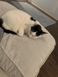 Lost Female Cat last seen Harman street wyckoff , Brooklyn, NY 11237