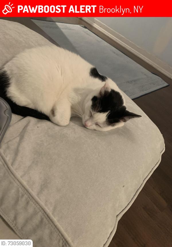 Lost Female Cat last seen Harman street wyckoff , Brooklyn, NY 11237