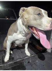 Found/Stray Female Dog last seen Summer Meadows, Arlington, TN 38002