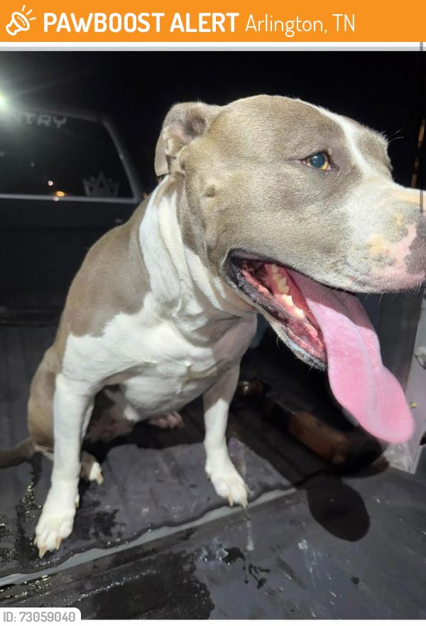 Found/Stray Female Dog last seen Summer Meadows, Arlington, TN 38002