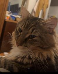 Reunited Male Cat last seen Rue Airlie, Montréal, QC H8R