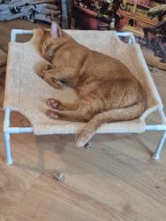 Lost Male Cat last seen Hyde road A57 Milton allotments, Greater Manchester, England M18 7WB