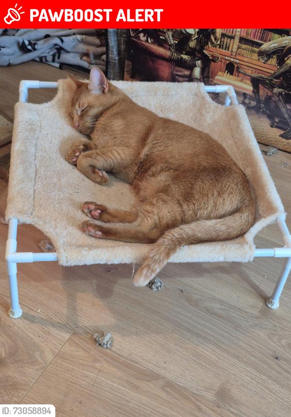 Lost Male Cat last seen Hyde road A57 Milton allotments, Greater Manchester, England M18 7WB