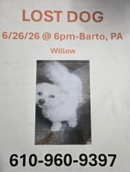 Reunited Female Dog last seen Cresent Lane, Washington Township, PA 19505