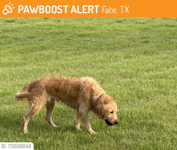 Found/Stray Female Dog last seen Grand Oak Dr, Fate, TX 75189