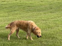Found/Stray Female Dog last seen Grand Oak Dr, Fate, TX 75189