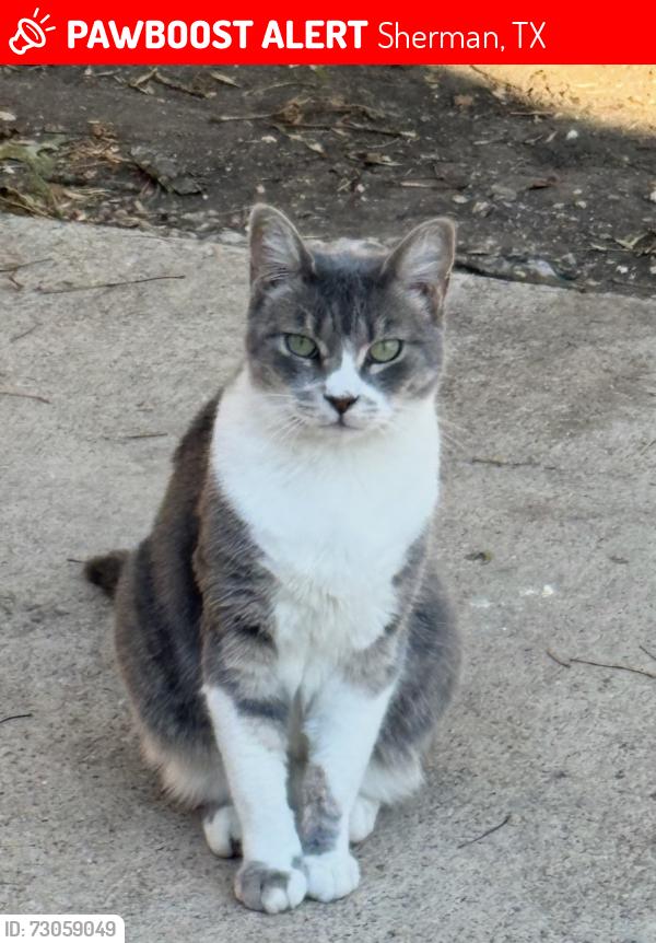 Lost Female Cat last seen Northridge Dr, Gallagher Dr, Sherman, TX 75090