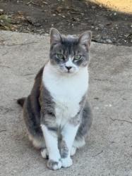 Lost Female Cat last seen Northridge Dr, Gallagher Dr, Sherman, TX 75090