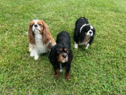 Found/Stray Unknown Dog last seen Chautauqua and Sam Noble., Norman, OK 73072