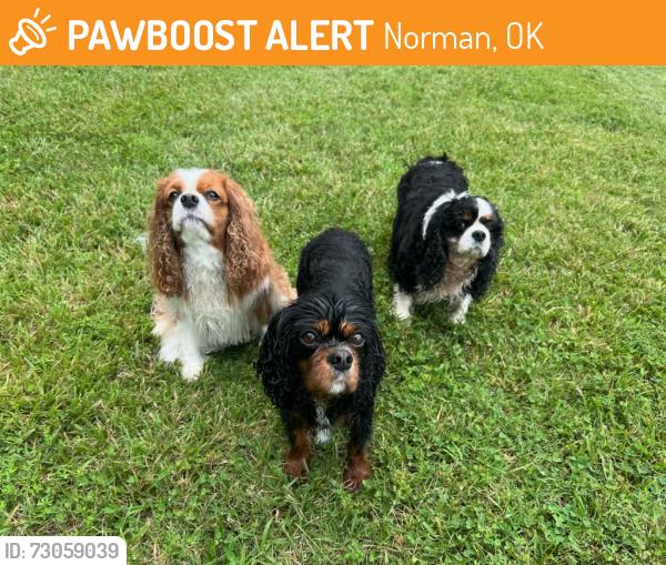Found/Stray Unknown Dog last seen Chautauqua and Sam Noble., Norman, OK 73072