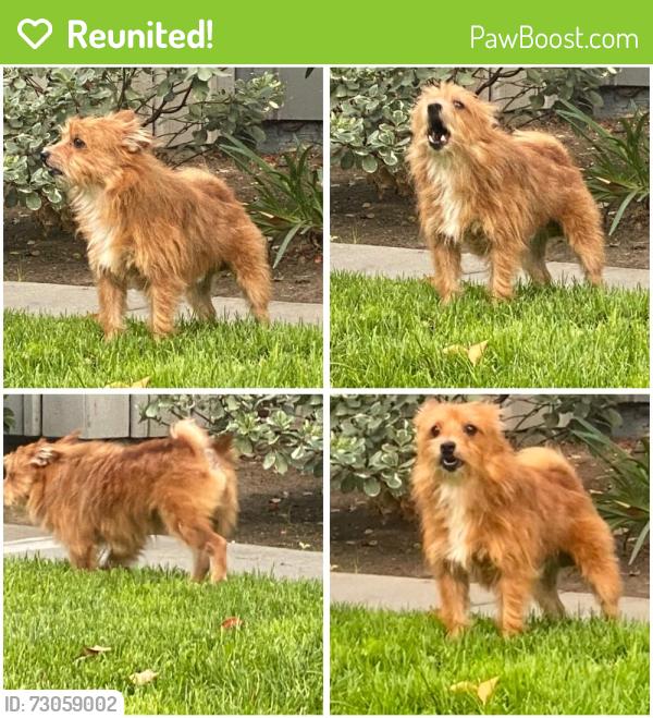 Reunited Male Dog last seen the woods apmts in brentwood , San Jose, CA 95136