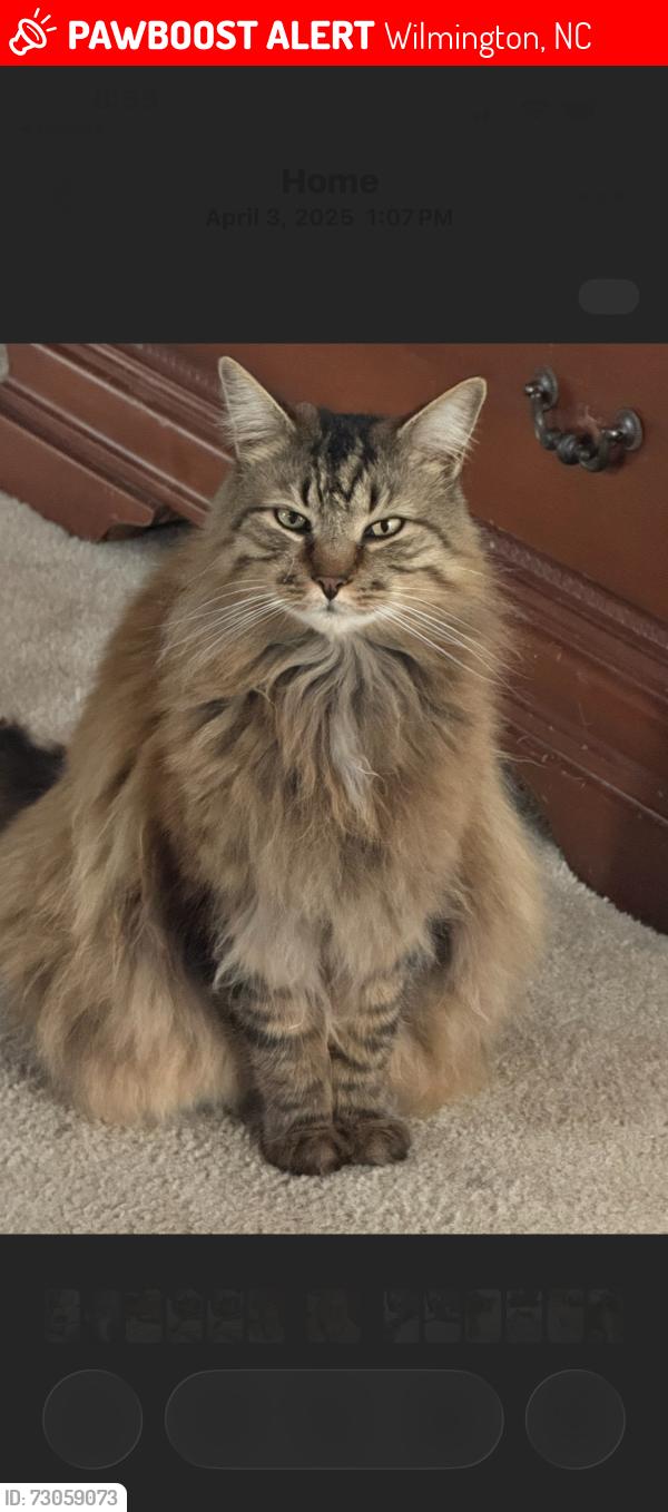 Lost Male Cat last seen Verdura, Treybrook, Navaho, Wilmington, NC 28409
