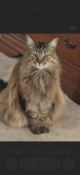 Lost Male Cat last seen Verdura, Treybrook, Navaho, Wilmington, NC 28409