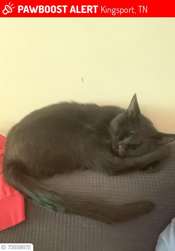 Lost Male Cat last seen Kingsport mall, Kingsport, TN 37664