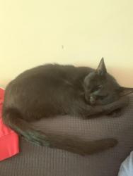 Lost Male Cat last seen Kingsport mall, Kingsport, TN 37664