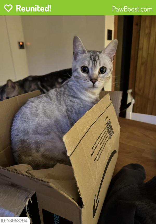 Reunited Female Cat last seen St Peter’s View , Sible Hedingham, England CO9 3PL