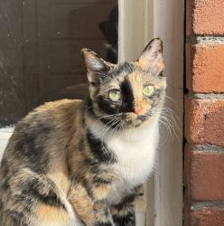 Reunited Female Cat last seen Jane and Finch, North York, ON, Canada, Toronto, ON 